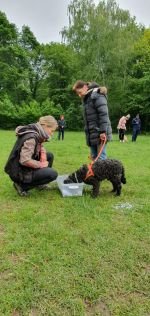 Nasenarbeit mit den Welpen und Junghunden 2019